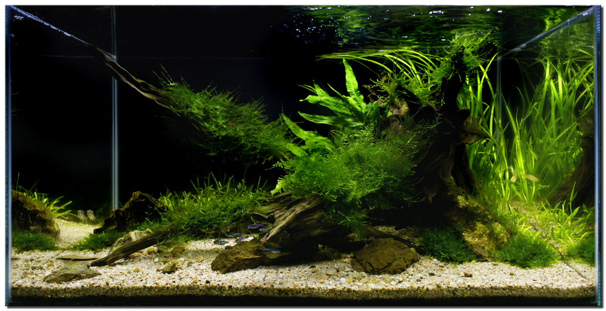 [Imagen: 1_Riverbank_planted_aquarium_large2.jpg]