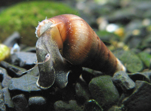 malaysian_trumpet_snail.jpg