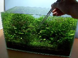 Landscape Aquarium