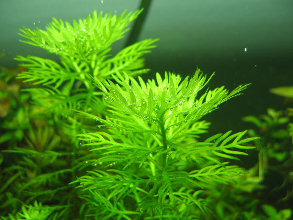 Is this HOTTONIA PALUSTRIS? - Plant ID - Aquatic Plant Central